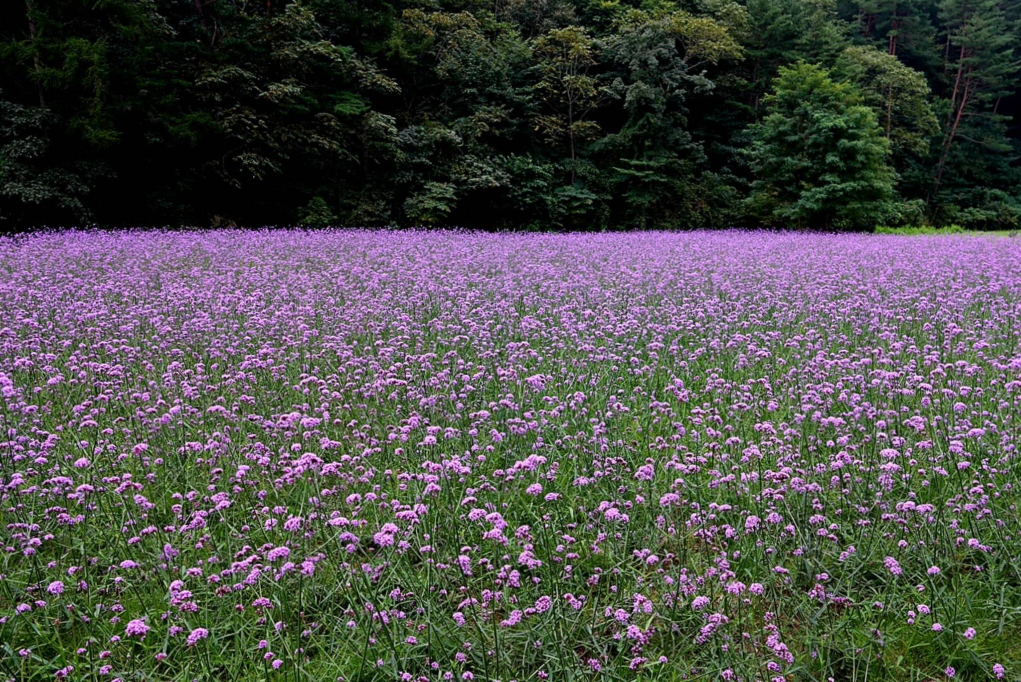 DMZ 평화의 길 30-2코스(우회로)