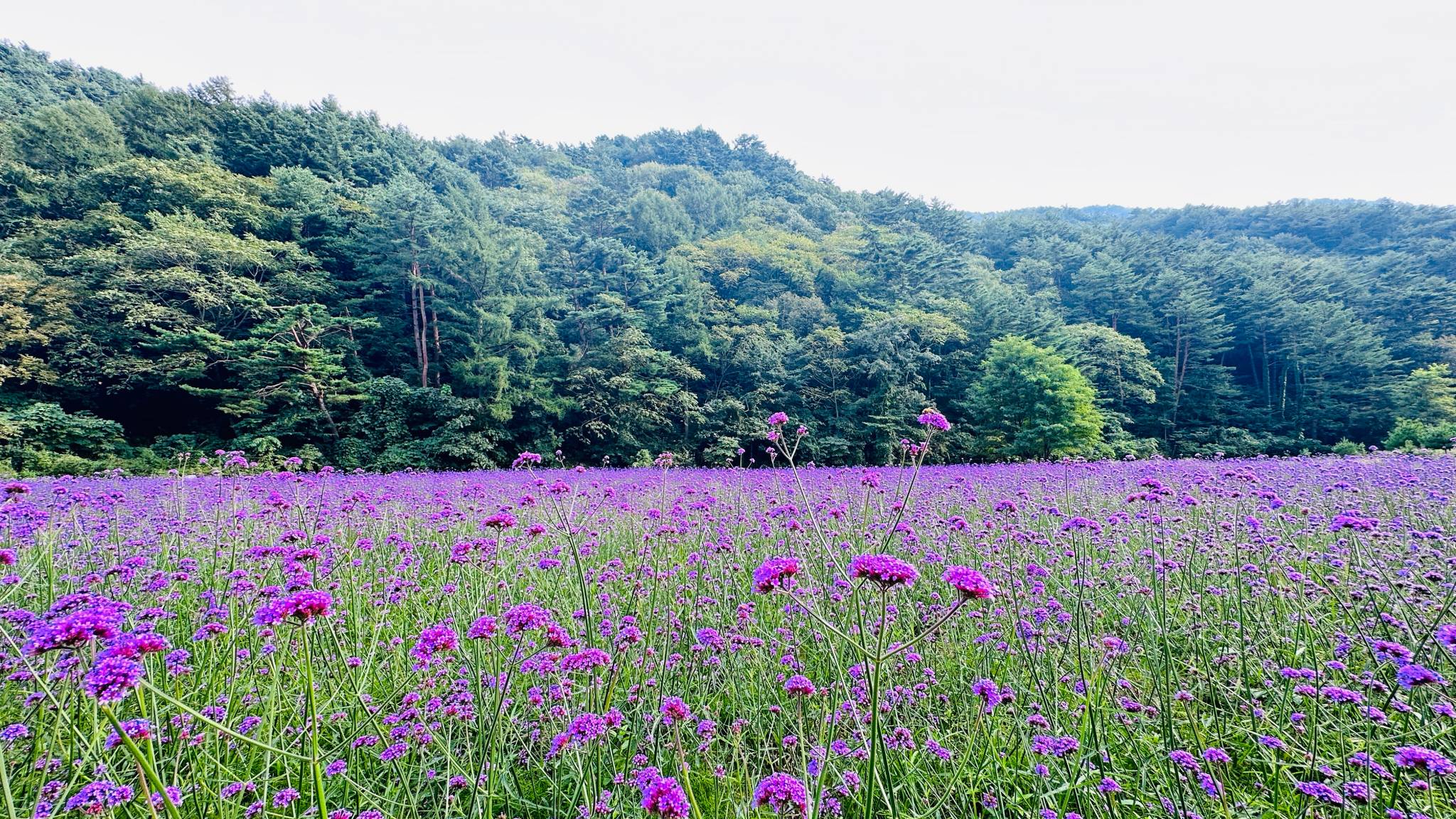 DMZ 평화의 길 30-2코스(우회로)