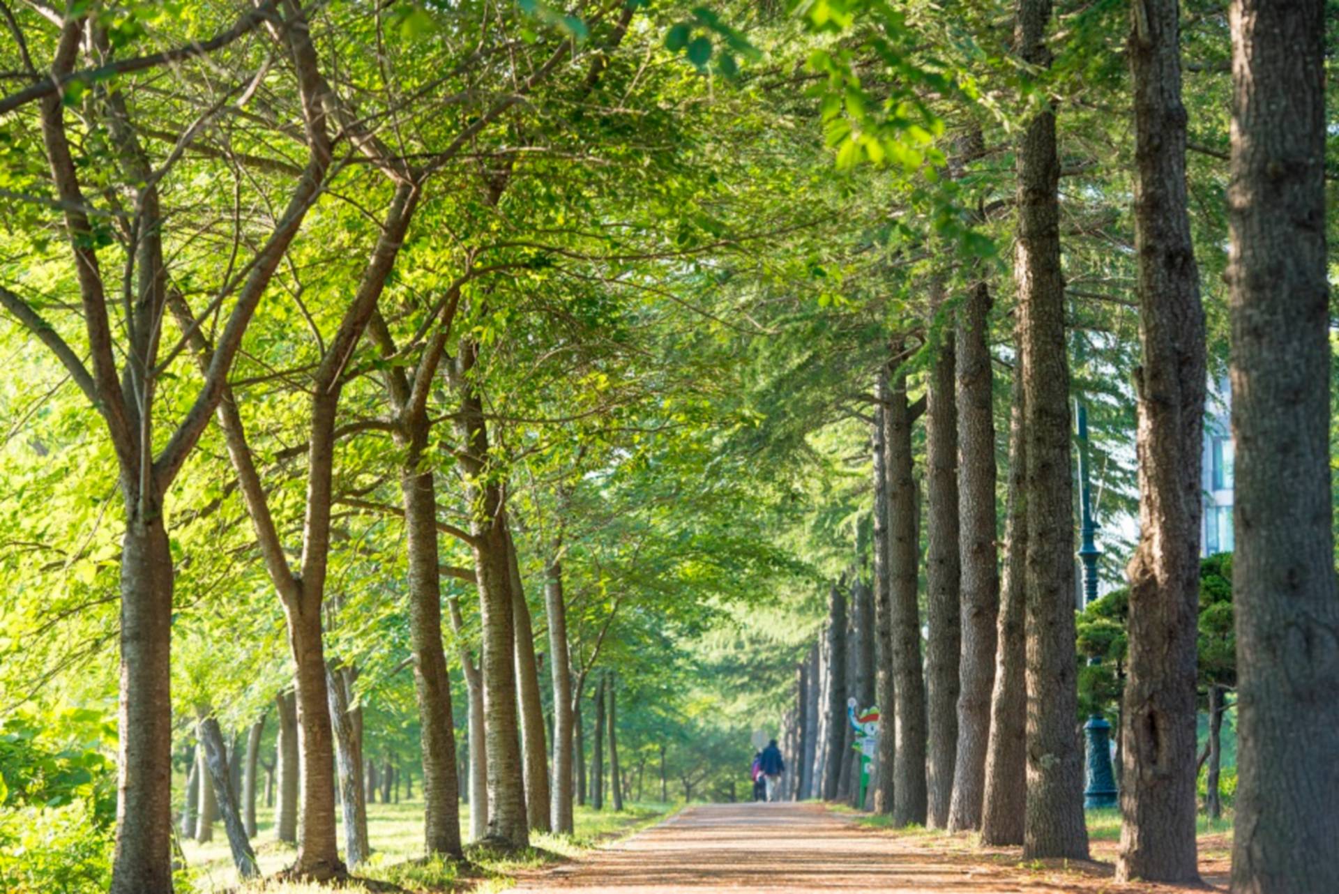 DMZ 평화의 길 32-1코스(우회로)