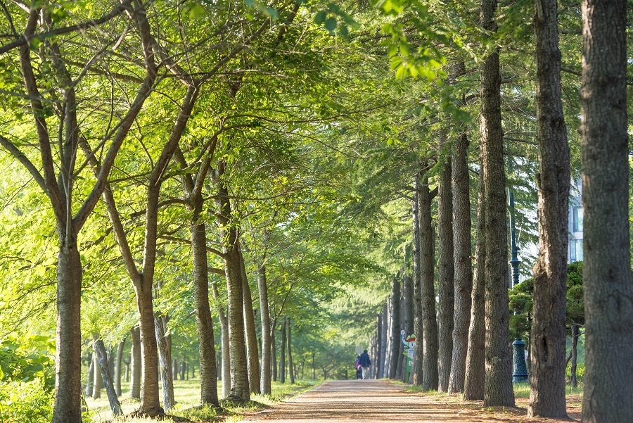 DMZ 평화의 길 33-1코스(우회로)