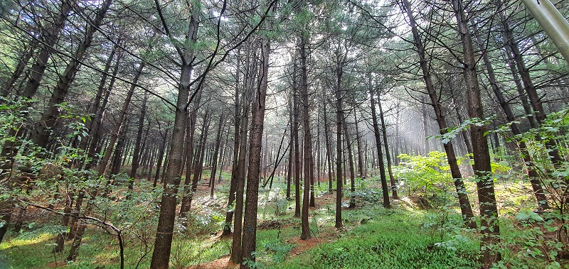 여강길 11코스 (동학의길)