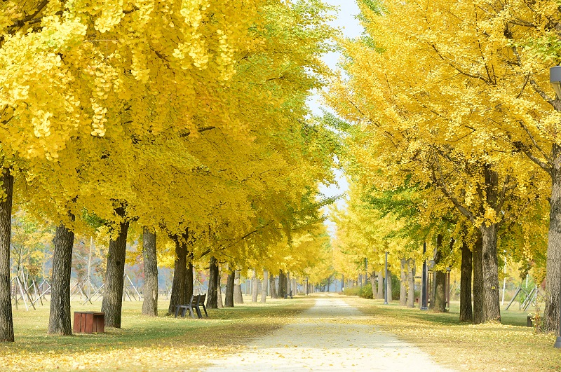 여강길 3-1코스 (강천섬길)